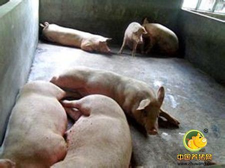 养猪“多点式”生产模式