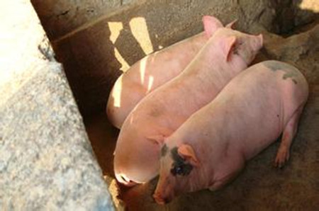 夏季如何给猪进行食疗？