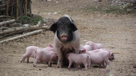 如何提高高产哺乳母猪的营养摄入量?
