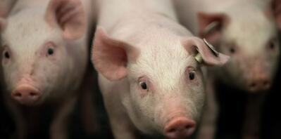 全国猪价连涨3天超过8元，俄罗斯猪肉进入东北！