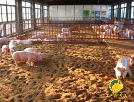 养猪偏方——巧用豌豆也能抵抗猪感染