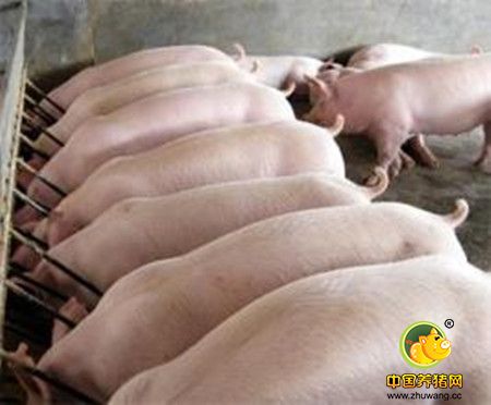 养猪偏方——生姜催肥止泻消积食