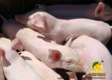 在准备生产无抗生猪时需要考虑的4个因素
