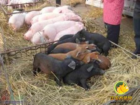 巧方快治猪病十法交流