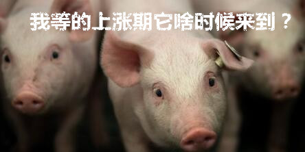 猪价会迎来俩月的持续上涨？什么时候能来到？