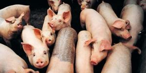 农业部开展生猪大数据建设，哪些先成为试点省份？