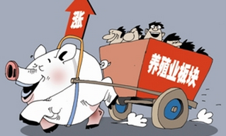 猪价涨了一周,重回8元时代！就连猪肉进口量也终于......