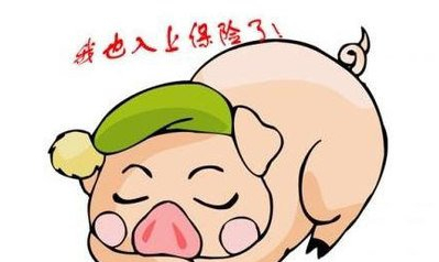 政府出大头自己出小头 买了“猪保险”养殖户不慌