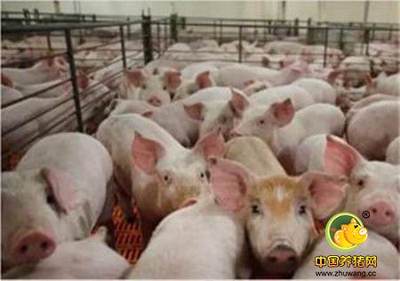料肉比怎么计算？你猪场料肉比是多少？