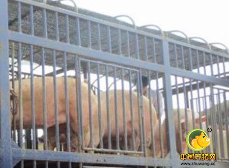 猪价终于破10了!上海发改委表示将视情况进行调控?