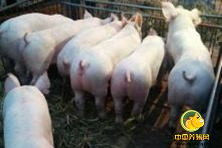 改进养猪效益的关键点