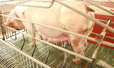 规模化猪场常见应激问题及其应对方法