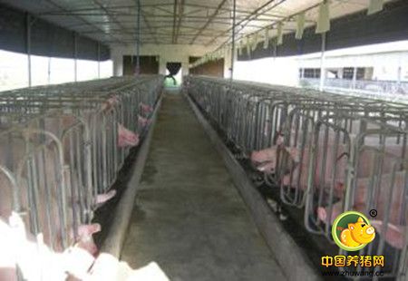 猪场综合管理措施的几个关键点