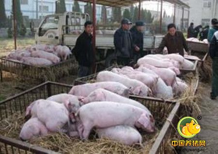 整体供给充足下 猪价上扬仍需依靠消费需求旺盛拉动