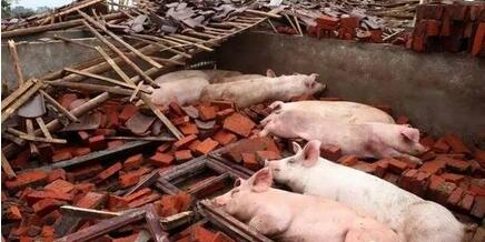 能在俺们自己承包地里建猪场吗？权威部门这样说……