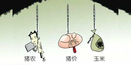 猪价能否继续上涨？养殖户普遍求稳，这是个好兆头！