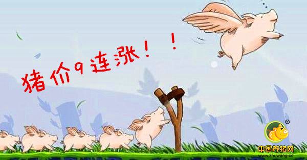 猪价9连涨！养猪户说猪好卖了，头均利润600元！