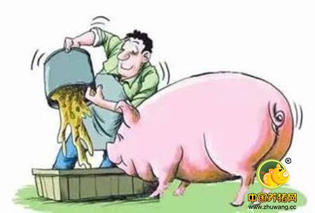 母猪后备、孕产、产后保健分别有哪些注意要点？