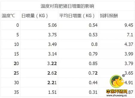 冬季养猪为什么要注重温度？