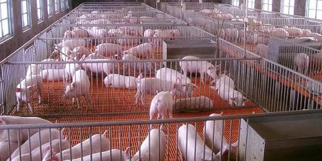 养猪楷模！连续10年获生猪调出大县奖励是怎样的？