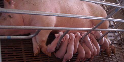 雏鹰农牧将在12个月内卖掉25亿元猪舍！