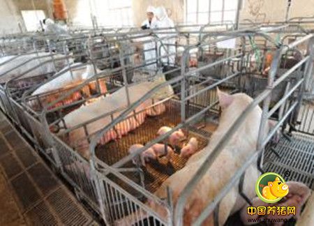 猪场生物安全防御建设之三：人的因素