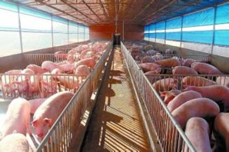 猪场生物安全防御建设之一：围栏