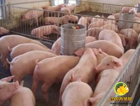 “神”总结，何种情况下给猪并圈不用担心猪打架？