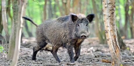 四川：野猪咬死人，特警搜寻一天未见到活的……