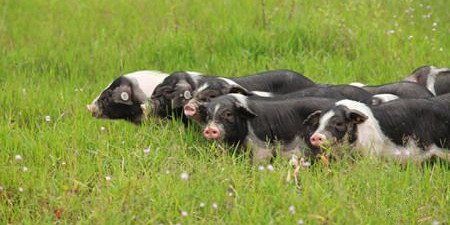 牛！养殖企业前三季度业绩翻番，净利润过亿