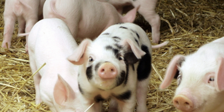 后期天气因素影响猪价走势 猪场疫病防控是关键