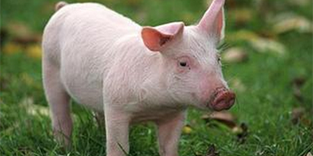 生猪存栏增加 饲料行业高景气度销量毛利率齐升