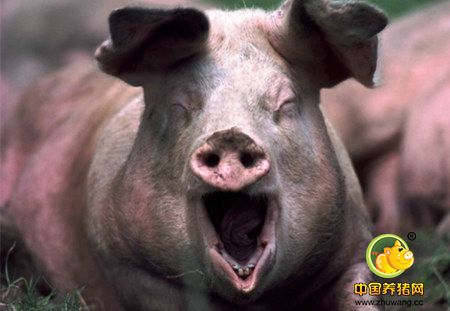 险！江苏一老太被自家母猪咬断右臂 居然只是因为……