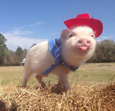 2016年10月30日(20至30公斤)仔猪价格行情走势