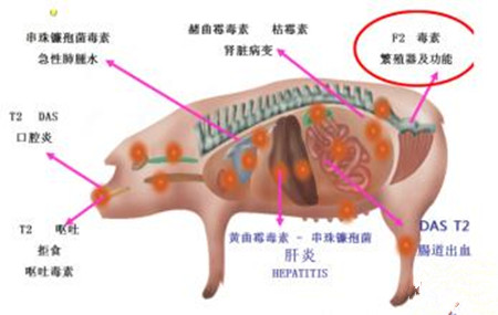霉菌毒素的危害及去除