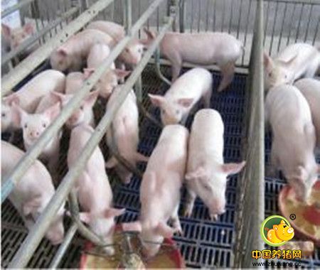 分娩舍最新操作流程与饲养管理