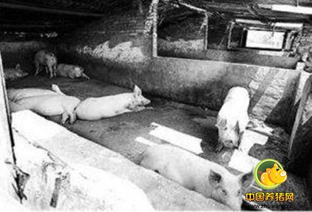 养猪场内部污染已成为中小猪场传染病发生和流行的重大安全隐患
