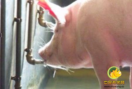 2016你必须知道的养猪新思维