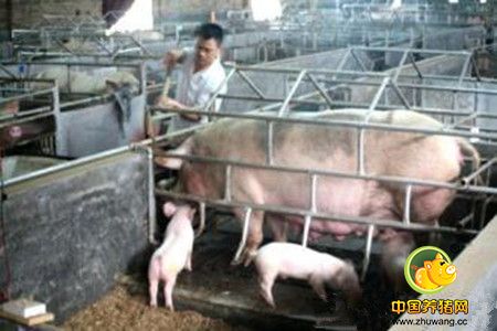 发酵床猪肉变香