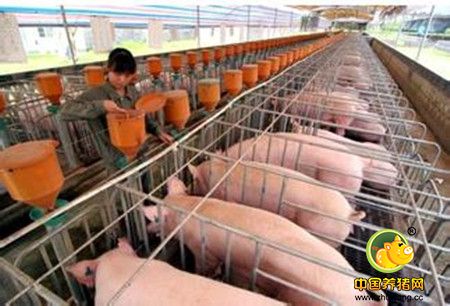 把养殖规模控制在适当范围内是避险的有效措施