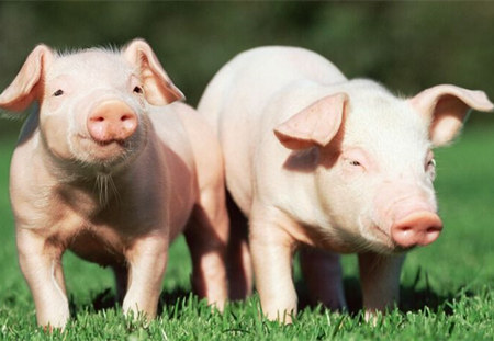 2016年11月1日(15至20公斤)仔猪价格行情走势