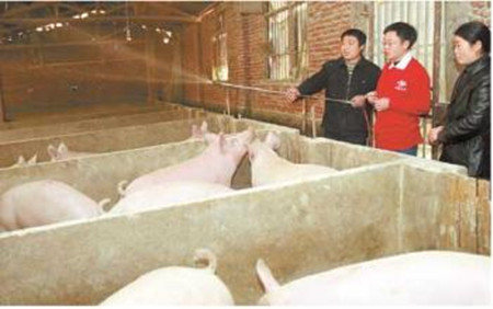 猪饲料加中草药不可取