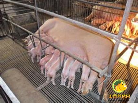母猪乳中所含的营养物质-- 乳糖
