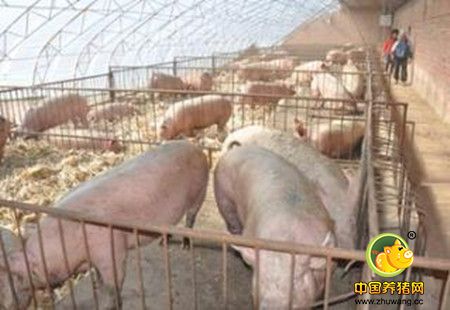 生态养猪的营养措施生物学机理