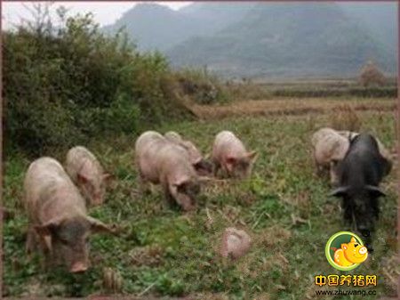 生态养猪的营养措施