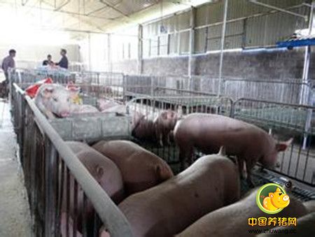 谈谈生猪标准化规模养殖场建设项目的管理
