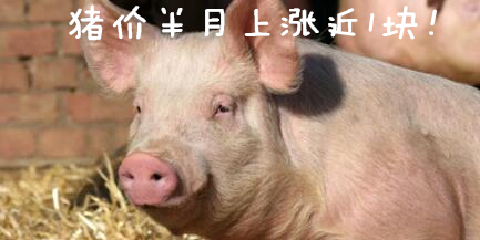 猪价半个月上涨近1块！但走私肉多了，不严防会怎样