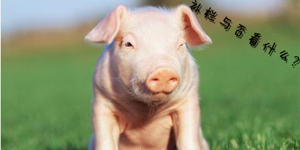 三大原因让猪价反跌为涨，补栏与否看什么？