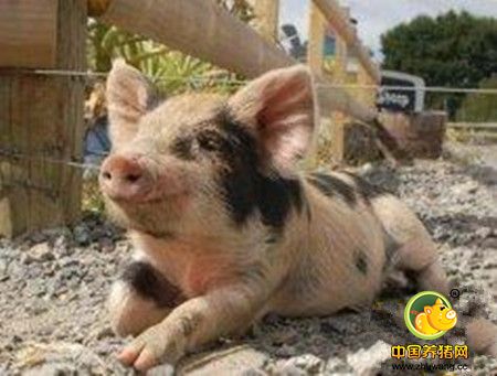 养猪+生化制药” ——猪业赢利新模式亟待深耕