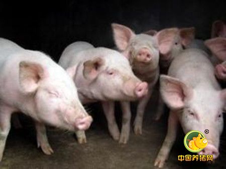 浙江常山猪业生态养殖 预计今年生猪饲养量在17万头以内